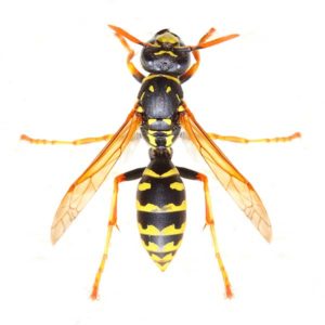 Yellow Jacket