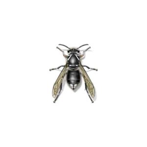 What a bald-faced hornet looks like in Portland OR and Vancouver WA - Interstate Pest Inc