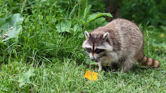 common winter pests - a close-up shot of a raccoon in grass 